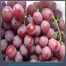 uvas rojas frescas de la fruta roja uvas rojas de la vid roja del mundo exportador